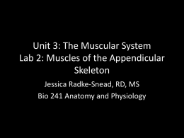 Muscles of the Appendicular Skeleton