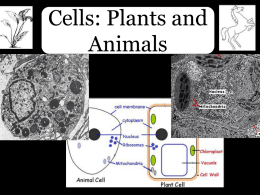 Cells: Plants and Animals
