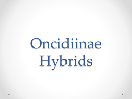 Oncidiinae Hybrids