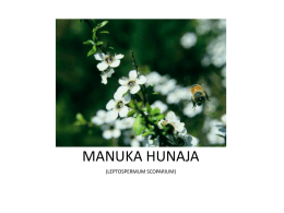 MANUKA HUNAJA