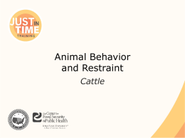 Animal Behavior and Restraint: Cattle