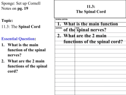 11.3 Spinal Cord and Reflexes