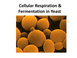 Cell Respiration & Fermentation - SandyBiology1-2