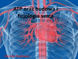 ATP oraz budowa i fizjologia serca
