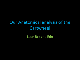 Our Anatomical analysis of the Cartwheel