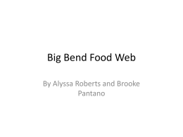 Big Bend Food Web