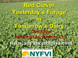 Red Clover Yesterday`s Forage in Tomorrow`s Dairy