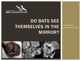 What do we know about how Bats Think?