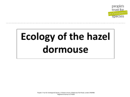 Ecology of the hazel dormouse ppt - Peoples Trust for Endangered