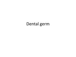 Dental germ