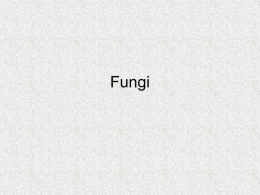 Powerpoint
