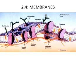 2.4: MEMBRANES - HS Biology IB