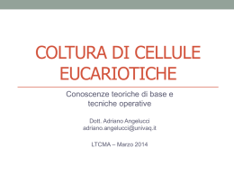 1 - adriano angelucci