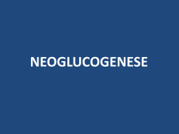 Néoglucogenèse