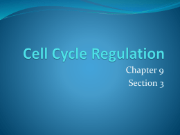 Cell Cycle Regulation 9.3 - Biology-RHS