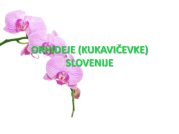 Orhideje_Slovenije