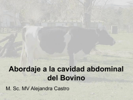 Cav. abdominal bovino