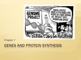 Chapter 7 Genes and Protein Synthesis