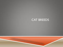 Cat Breeds PPT