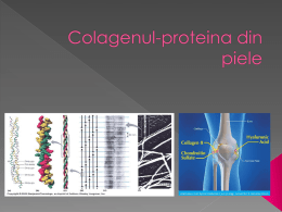 Colagenul-proteina din piele