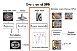 The General Linear Model for fMRI analyses