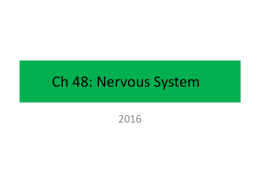Ch48NervousSystem