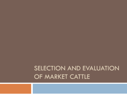 Selection and Evaluation of Cattle