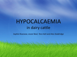 Hypocalcemia in dairy cattle edited
