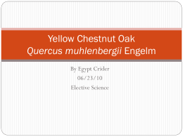 Yellow Chestnut