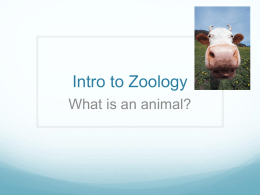 Intro to Animals