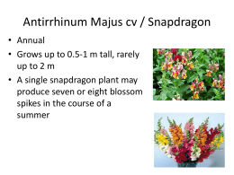 Antirrhinum majus cv / Snapdragon