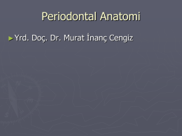 Peridontal Anatomi