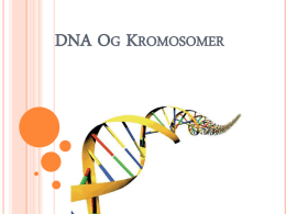DNA Og Kromosomer