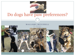 Do dogs have a paw preference?
