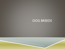 Dog Breeds - Waxahachie