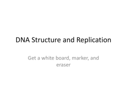 Hot Seat - DNA Structure and Replication