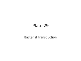 Plate 29 - Bacterial Transduction