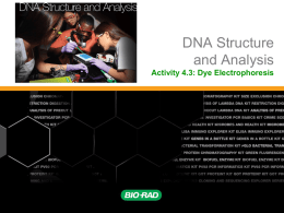 Activity 4.3 Dye Electrophoresis