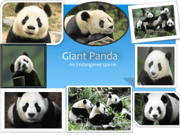 Giant Panda - Snells Beach School
