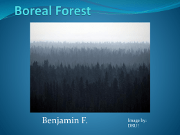 Boreal Forest - Lisa Peck`s Environmental Studies Class
