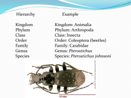 Prof. Croft`s PowerPoint on Fossils