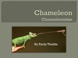 Chameleon2