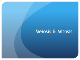 Meiosis & Mitosis