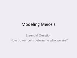 Modeling Meiosis