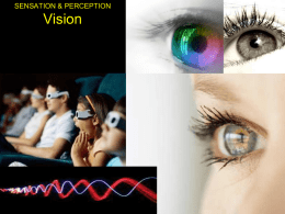 SENSATION & PERCEPTION Vision