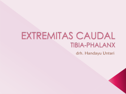 EXTREMITAS CAUDAL TIBPHALkelas B