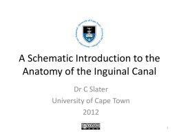 OC_Lecturenotes_Inguinal_Canal