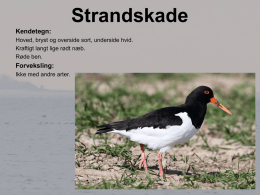 Vadefugle Hornslet 15241KB Jan 14 2015 09:28:42 AM