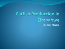 CAT fish production