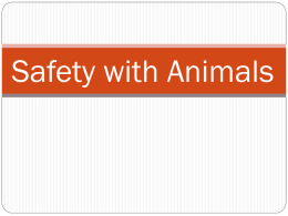 Safety With Animals